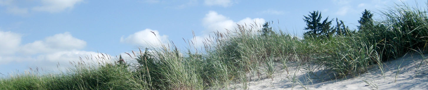 Dünen mit Strandhafer am Schönberger Strand